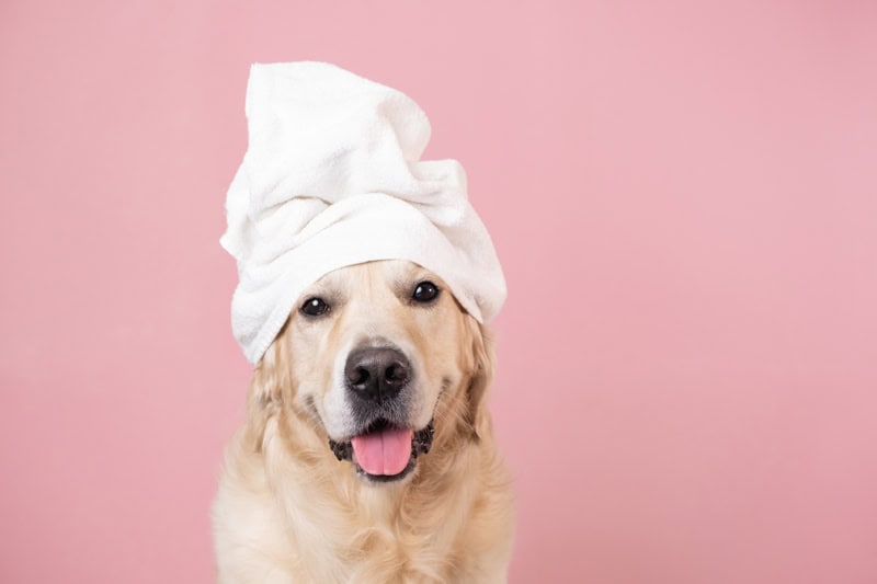 SPA SERVICES