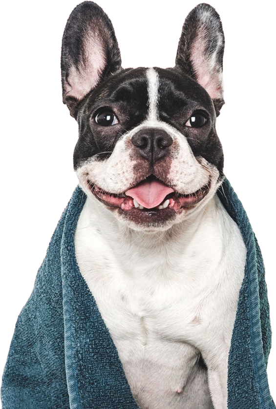 call_us_dog